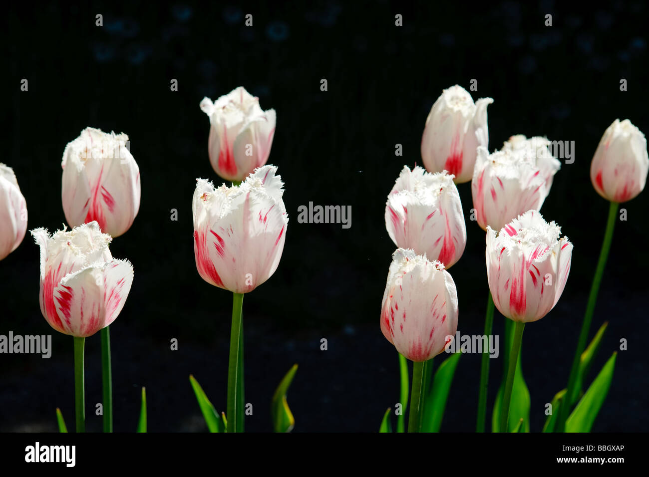 “Carrousel” (Fringed tulip) Stock Photo