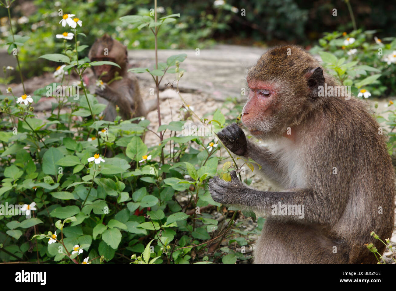 Monkeys eating plants hungry hires stock photography and images Alamy