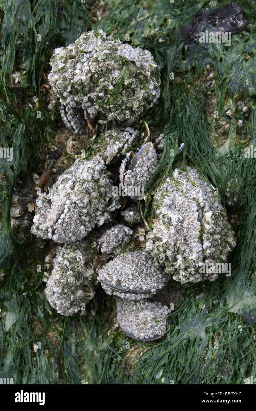 Barnacle Encrusted Common Mussels Mytilus edulis On A Rock At New Brighton, Wallasey, The Wirral, Merseyside, UK Stock Photo