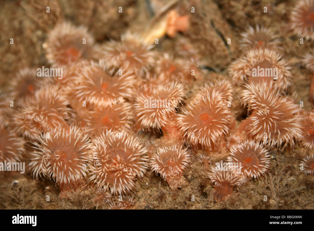 Sea Anemones Sagartia elegans In A Rockpool At New Brighton, Wallasey, The Wirral, Merseyside, UK Stock Photo