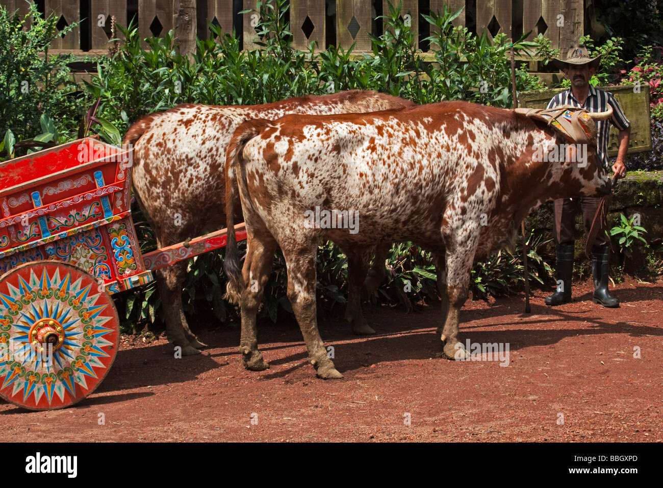 Costa Rica traditional oxcart with farmer and oxen Stock Photo
