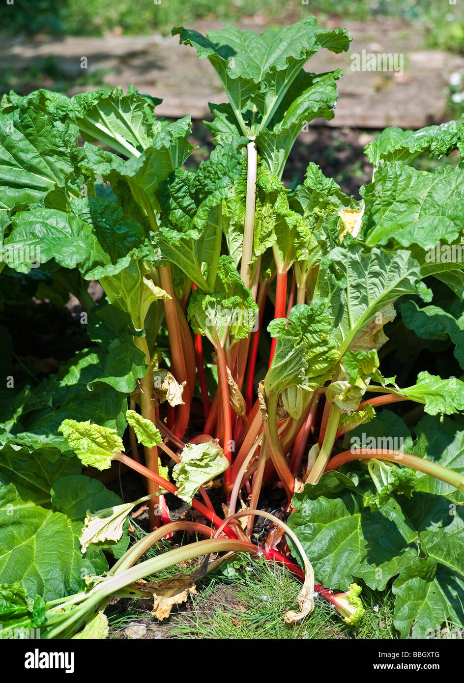 Timperley Early rhubarb immediately after removal of forcing jacket in April Stock Photo