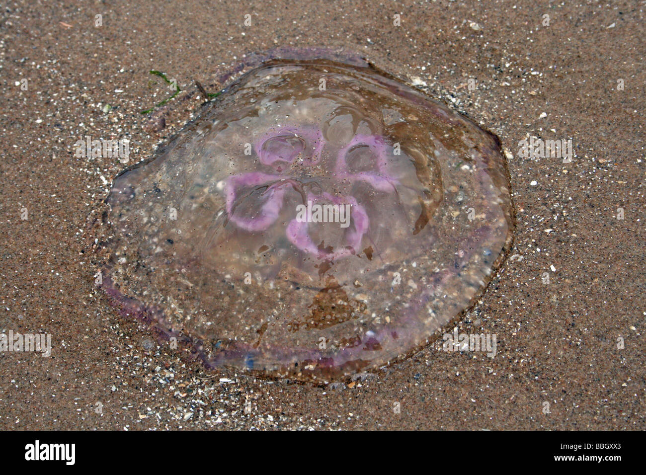 Moon Jellyfish Aurelia aurita Stranded On Beach At New Brighton, Wallasey, The Wirral, Merseyside, UK Stock Photo