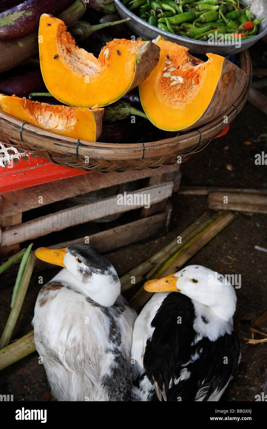 ducks and pumkins in the hoi an market Stock Photo