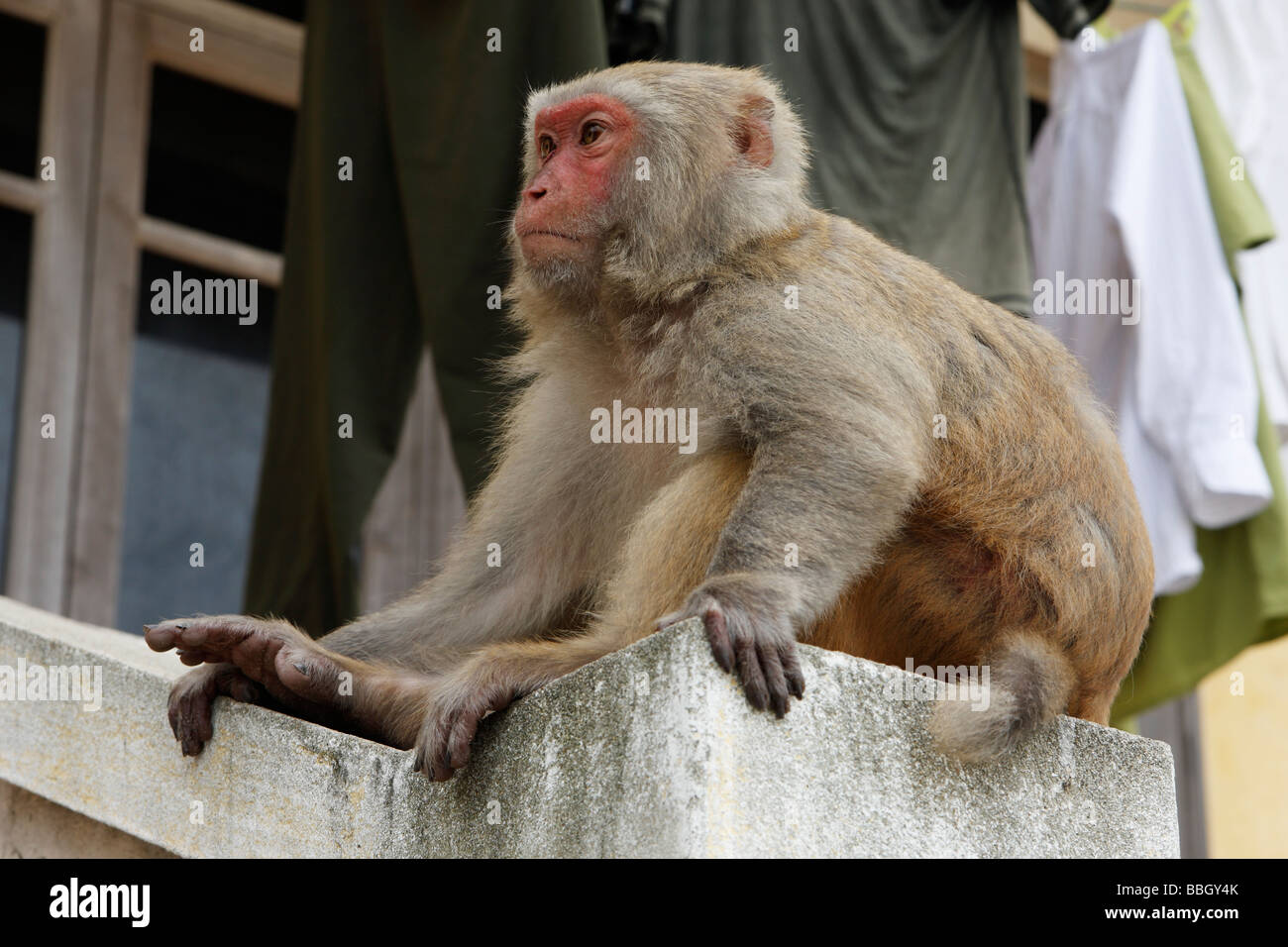 'Rhesus macaque' monkey 'Macaca mulatta', large adult monkey sat on building wall, Vietnam Stock Photo
