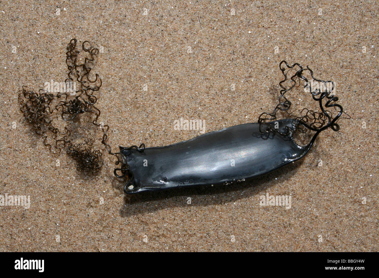 Mermaid's Purse: The Egg Case Of A Lesser Spotted Dogfish Scyliorhinus canicula At New Brighton, The Wirral, Merseyside, UK Stock Photo