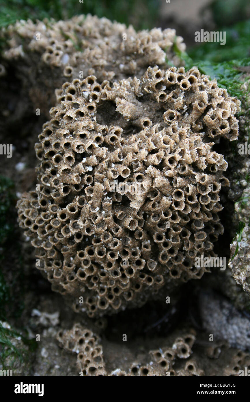 Reef Colony Of The Honeycomb Worm Sabellaria alveolata At New Brighton, Wallasey, The Wirral, Merseyside, UK Stock Photo