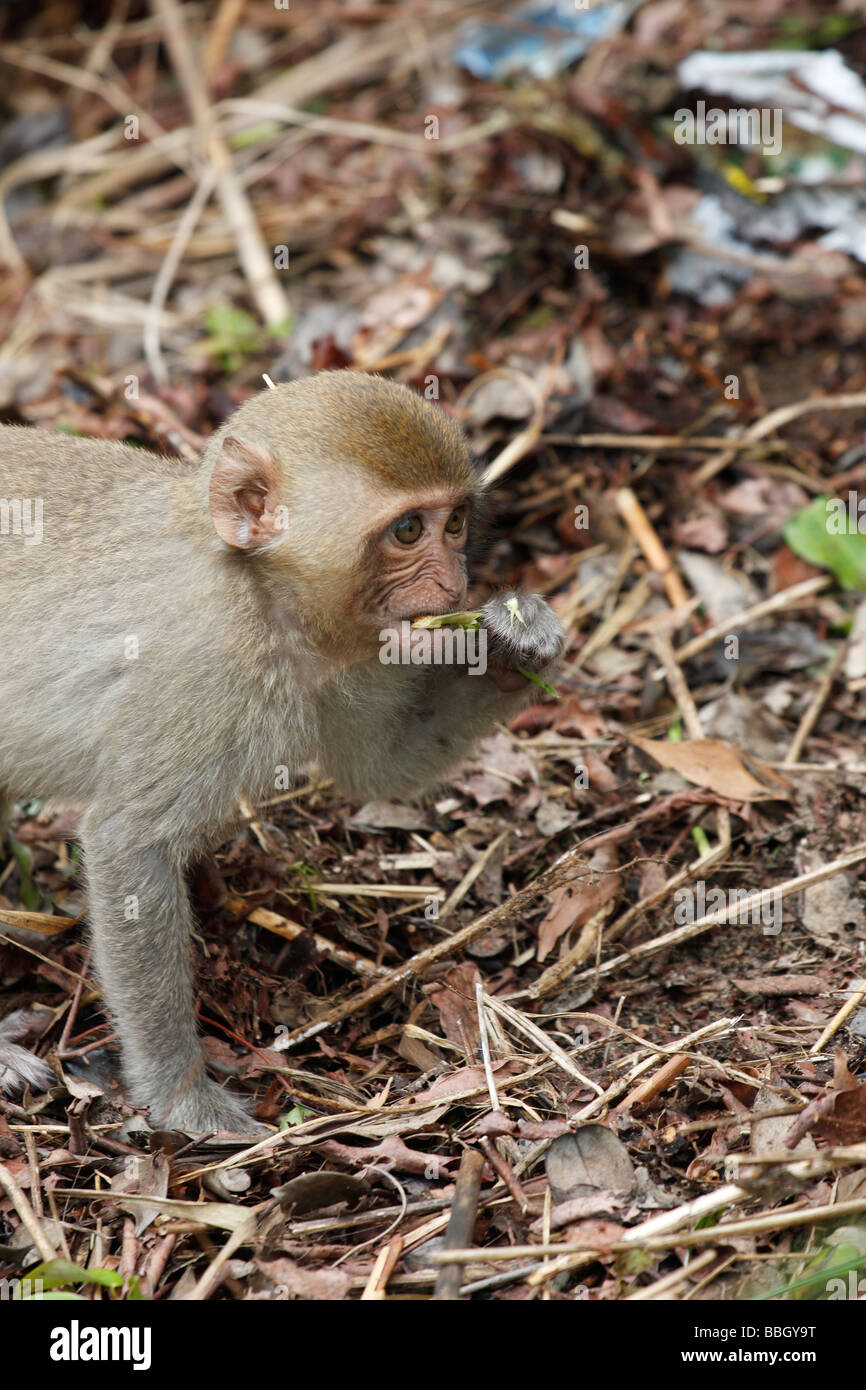 Young Macaque Monkey Foraging For Food On Forest Floor