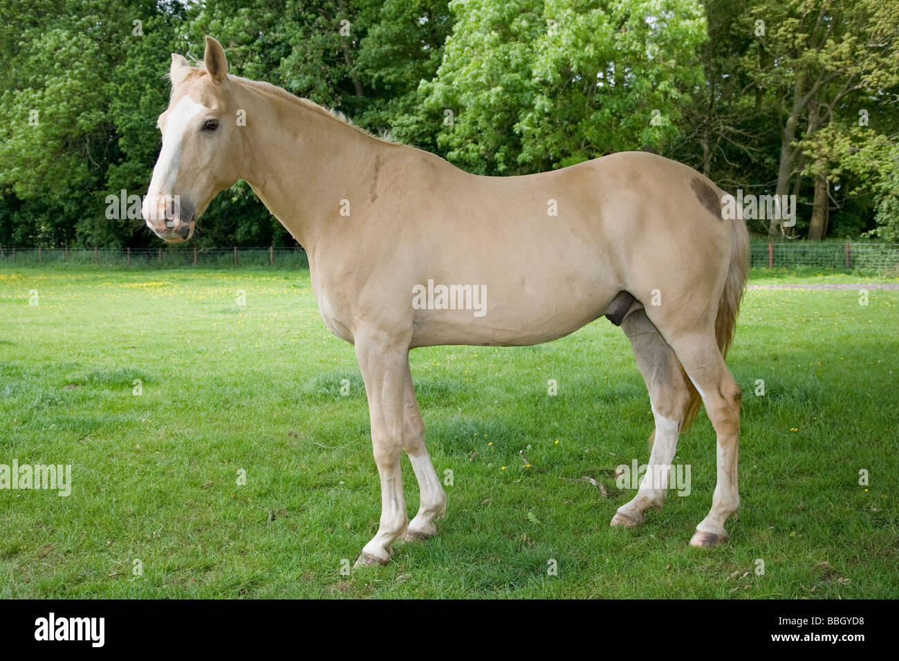 Palomino horse hires stock photography and images Alamy