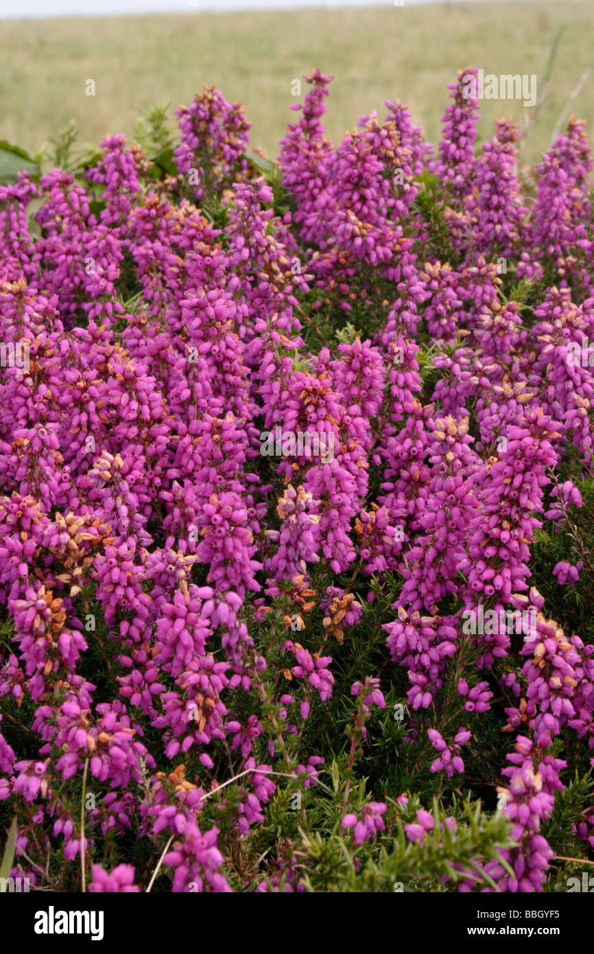 Bell heather Erica cinerea Ericaceae UK Stock Photo Alamy