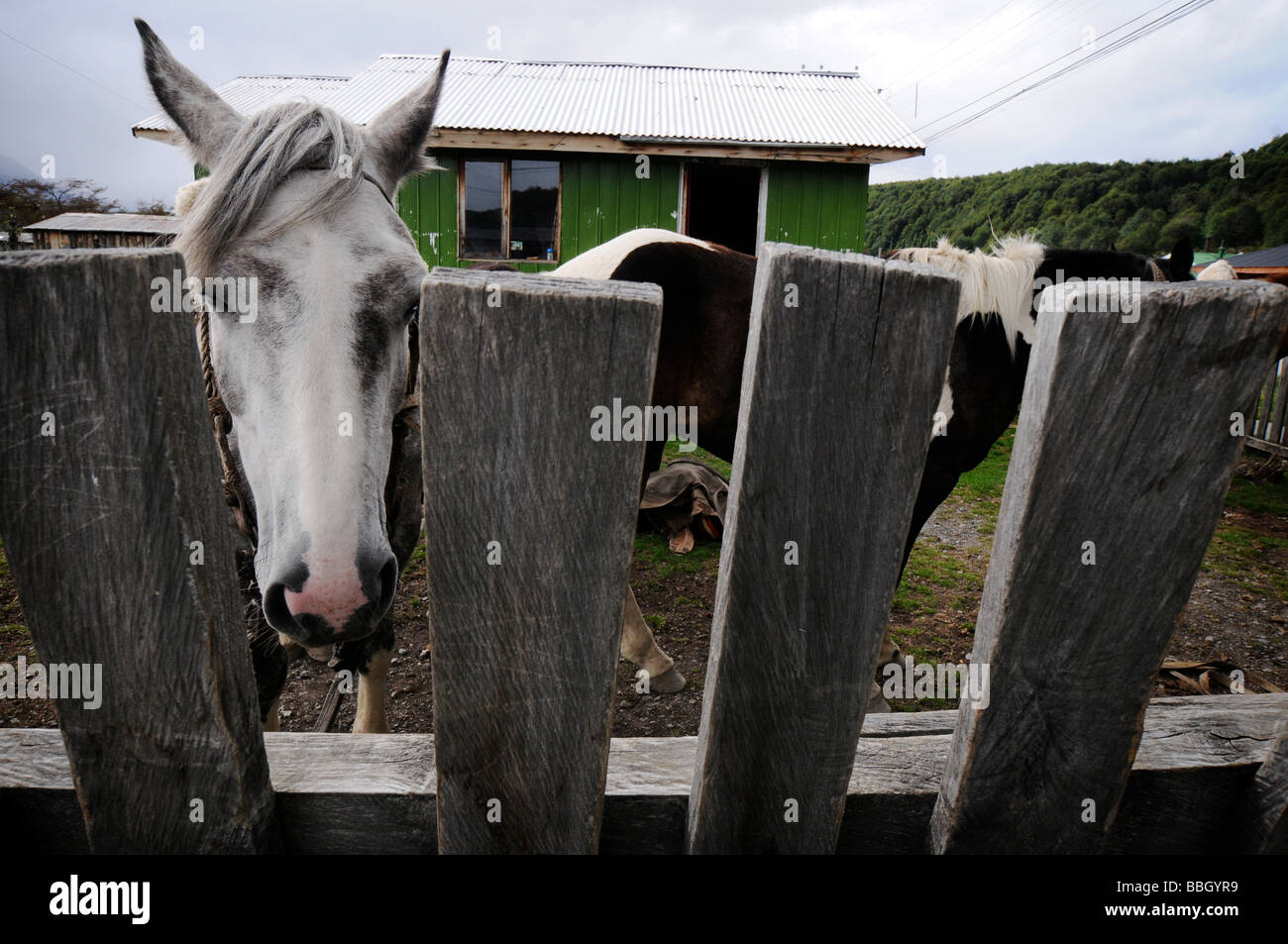 Horses in Chilean Patagonia Stock Photo