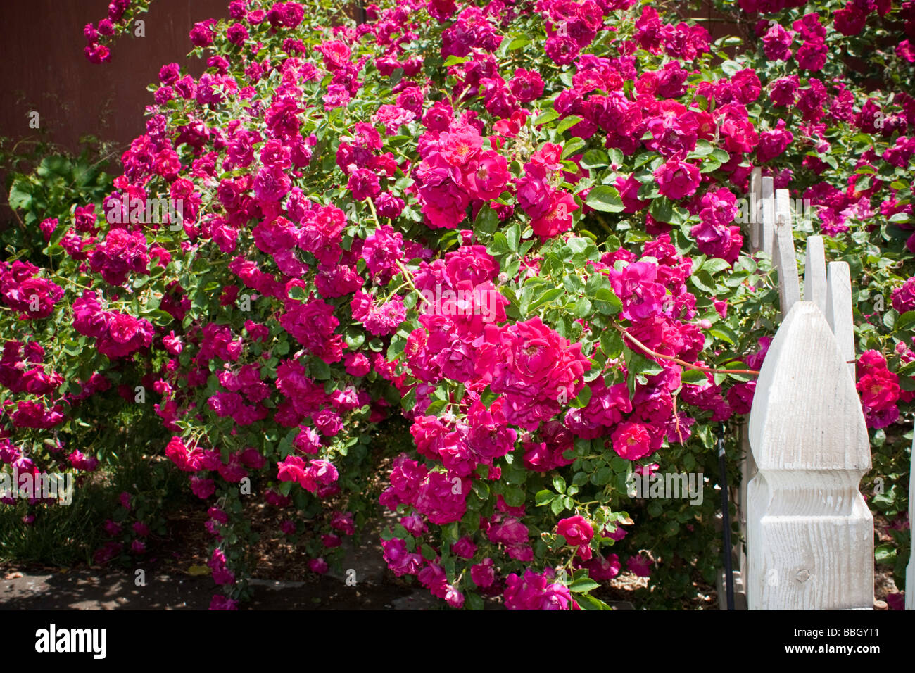 Red rambler rose hi-res stock photography and images - Page 3 - Alamy