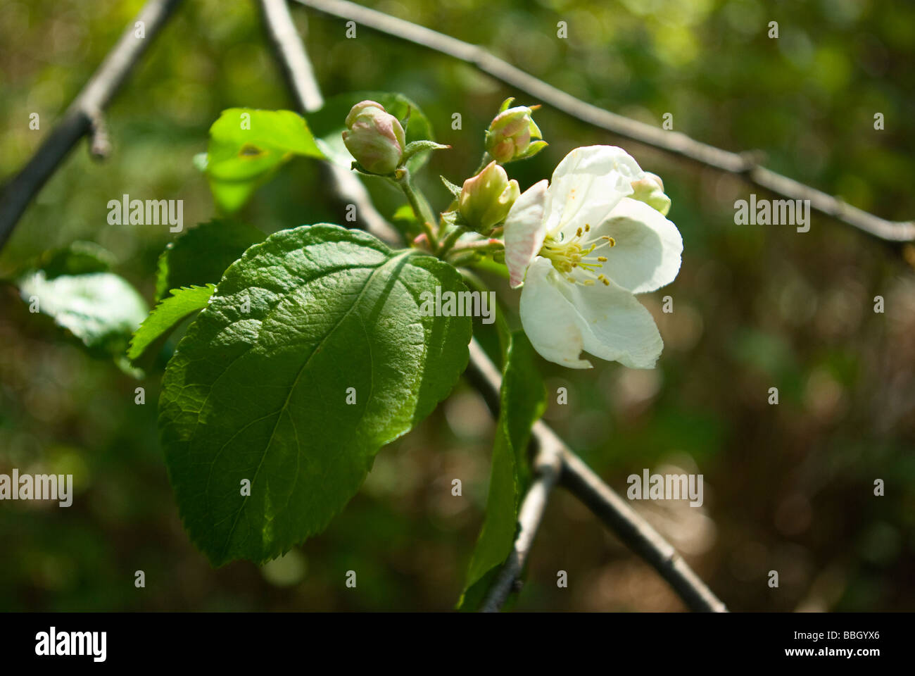 Leaves blossom and buds on a pear apple tree in the spring with blurred background. Stock Photo