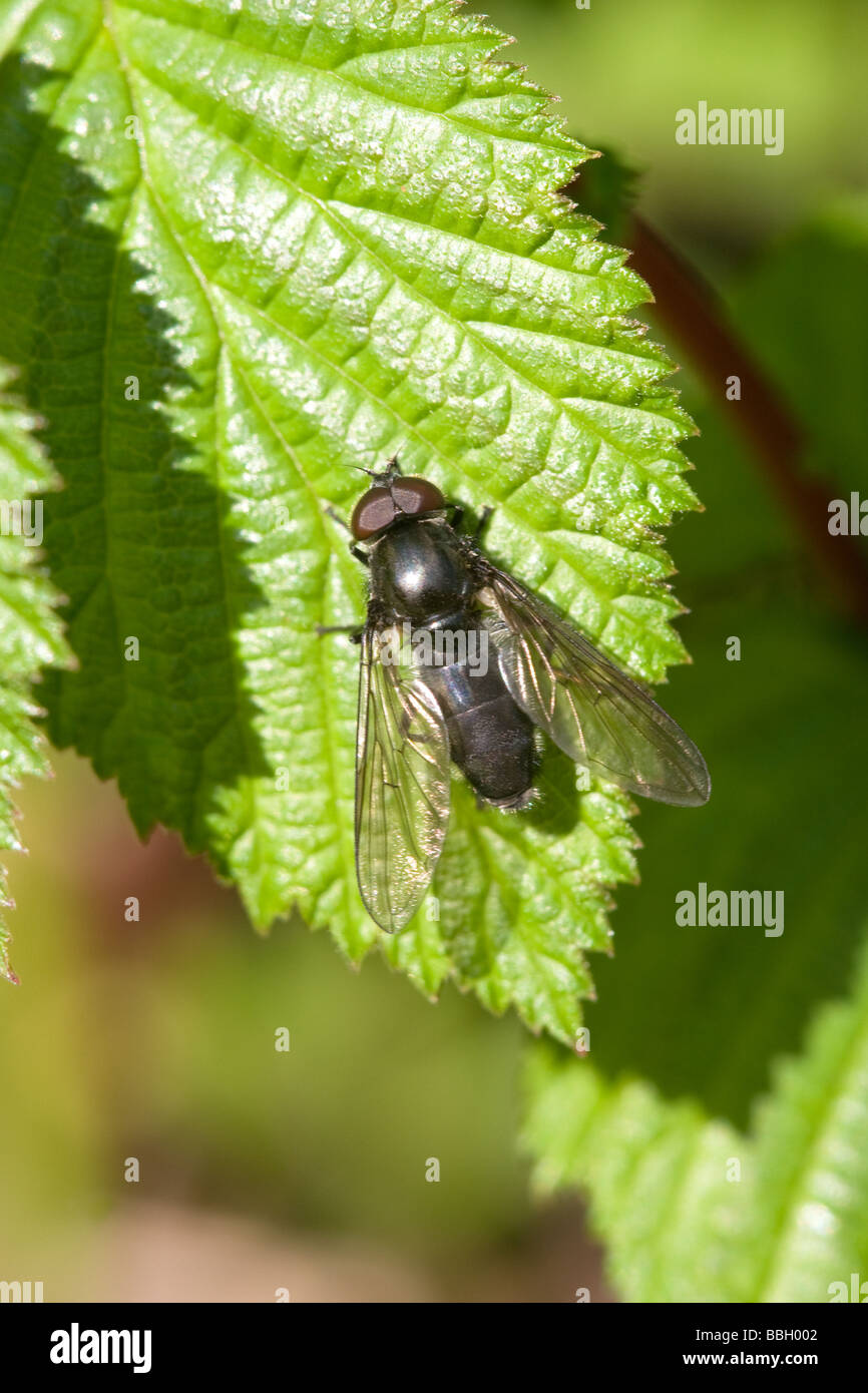 Hoverfly Cheilosa species adult at rest on a leaf Stock Photo