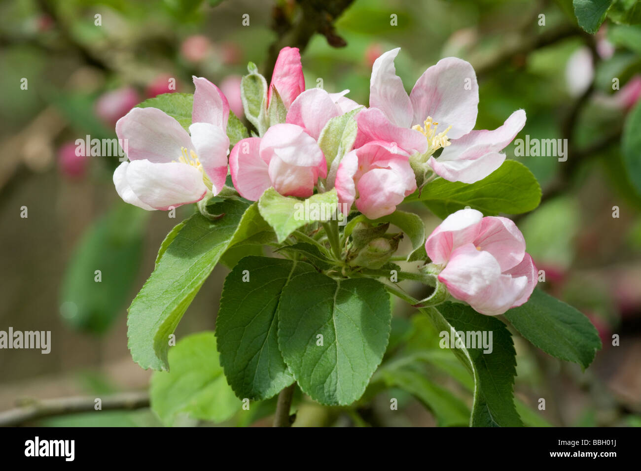 Spring Apple blossom  buds & flowers Stock Photo