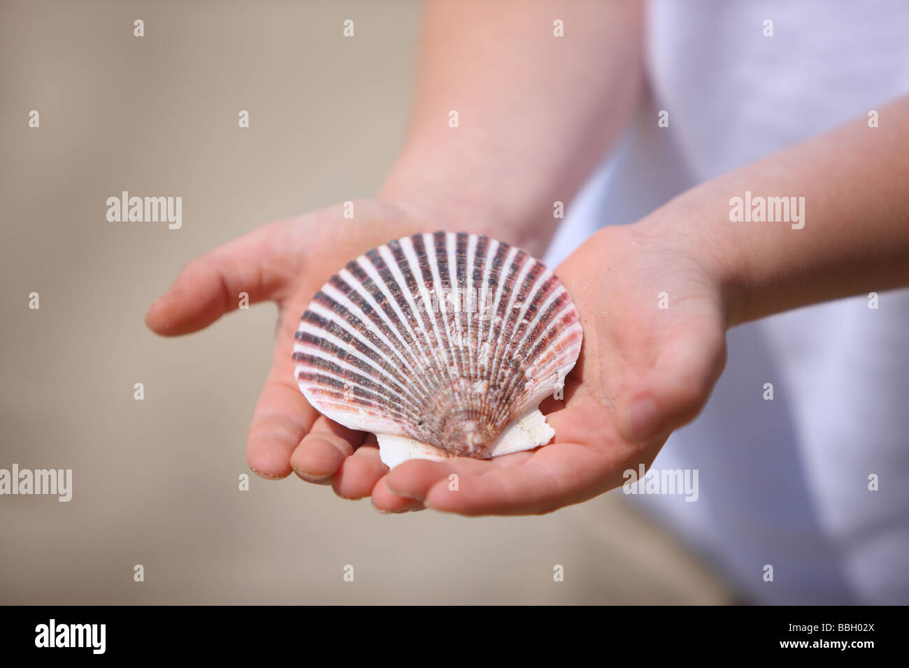 Shell in young boys hands Stock Photo