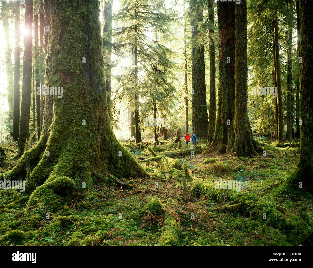 Two hikers explore the beautiful Hoh Rain Forest in The Olympic National Park in Washington State's western most region. Stock Photo