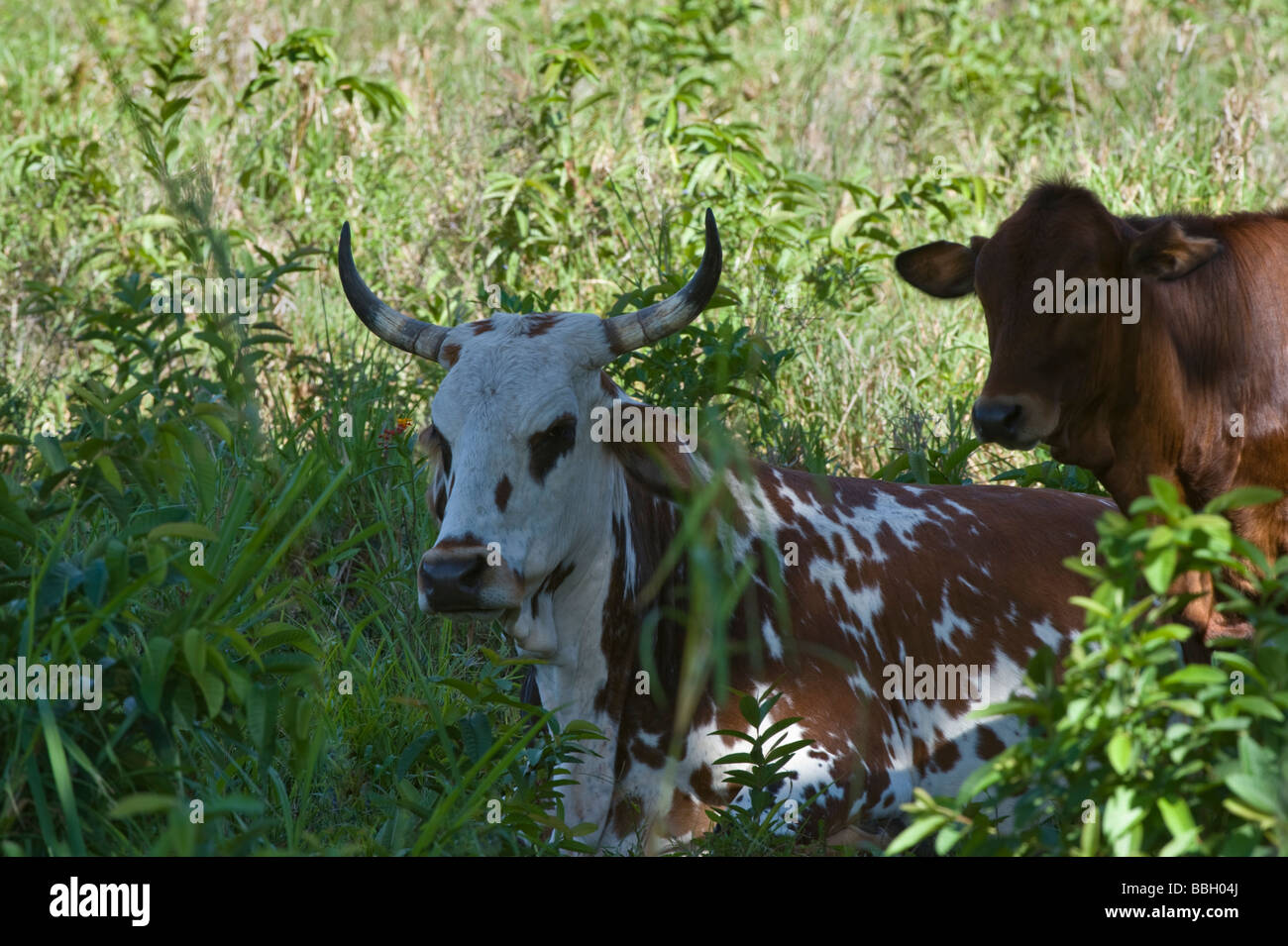 Cattle introduced species Floreana Galapagos Ecuador Pacific Ocean South America May Stock Photo