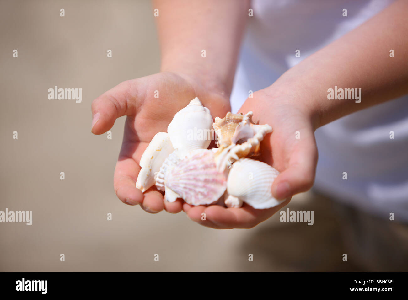 Shells in young boys hands Stock Photo