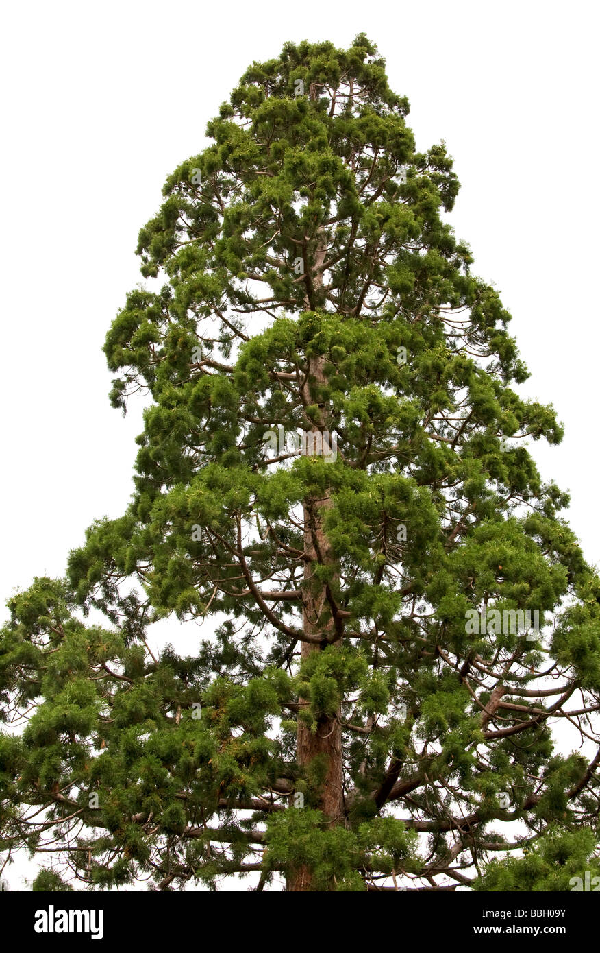 Top of old majestic sequoia tree Sequoiadendron giganteum isolated on white background Stock Photo