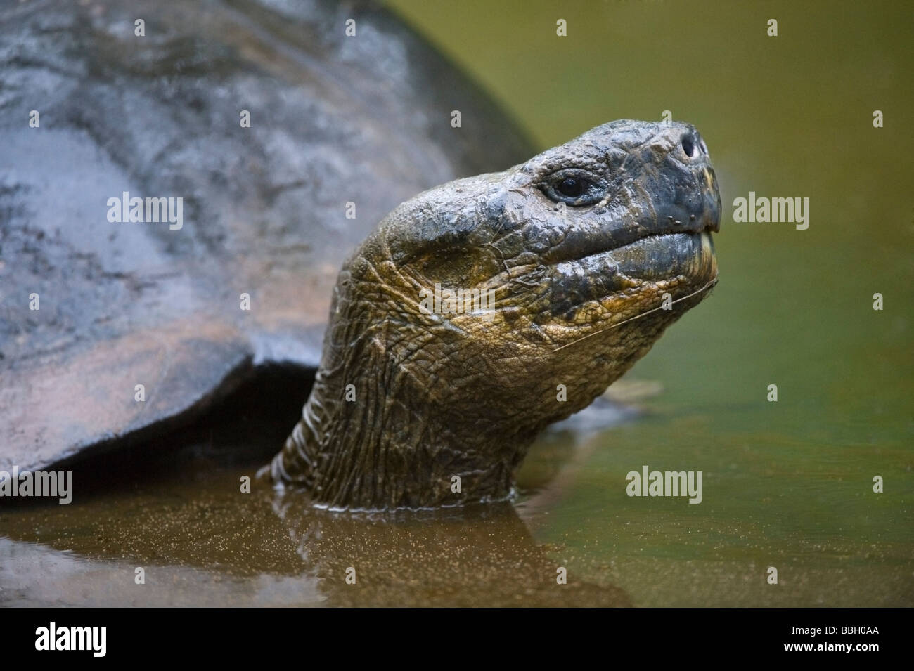 Galapagos Giant Tortoise (Geochelone elephantophus porteri) wallowing in pool Highlands Santa Cruz Island Galapagos Stock Photo