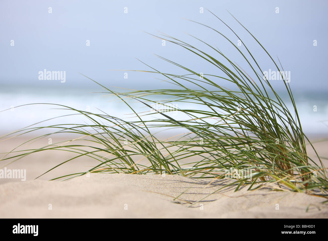 Closeup of grass blowing in wind at beach Stock Photo