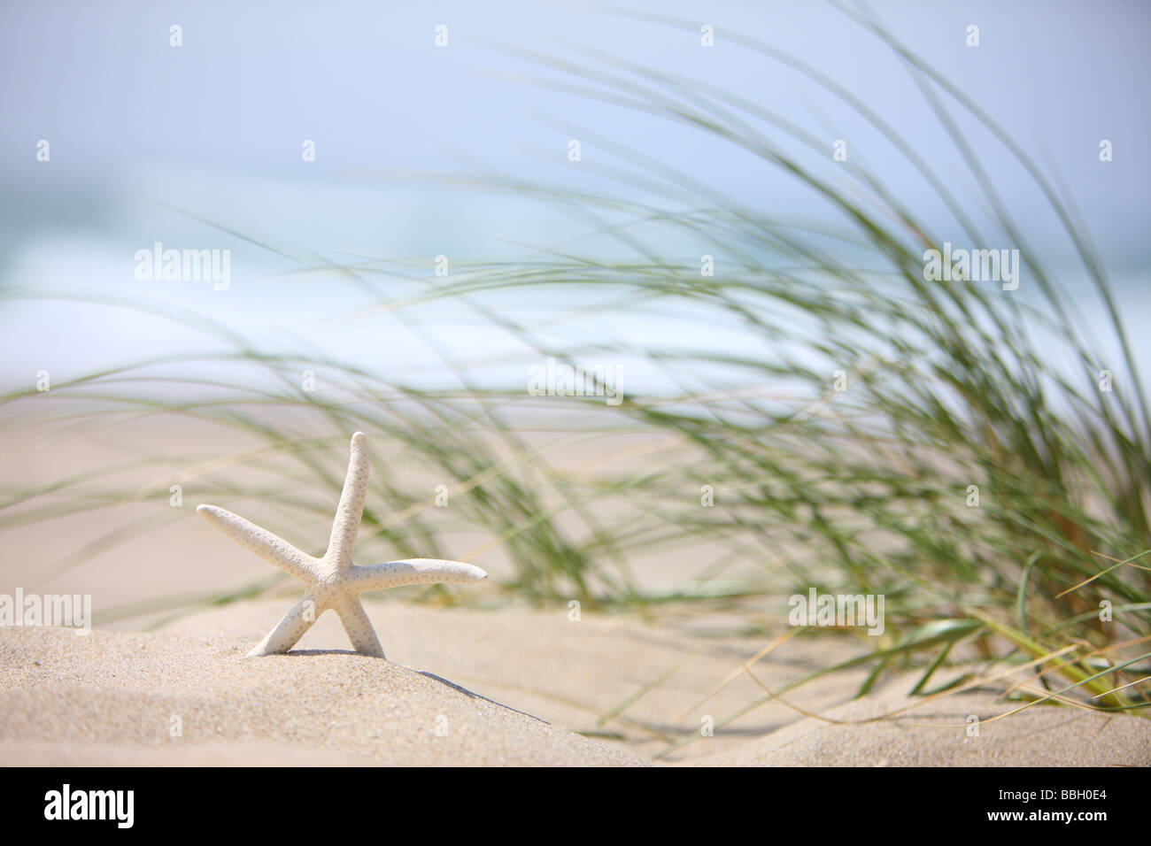 Starfish in sand with wind blown grass in background Stock Photo