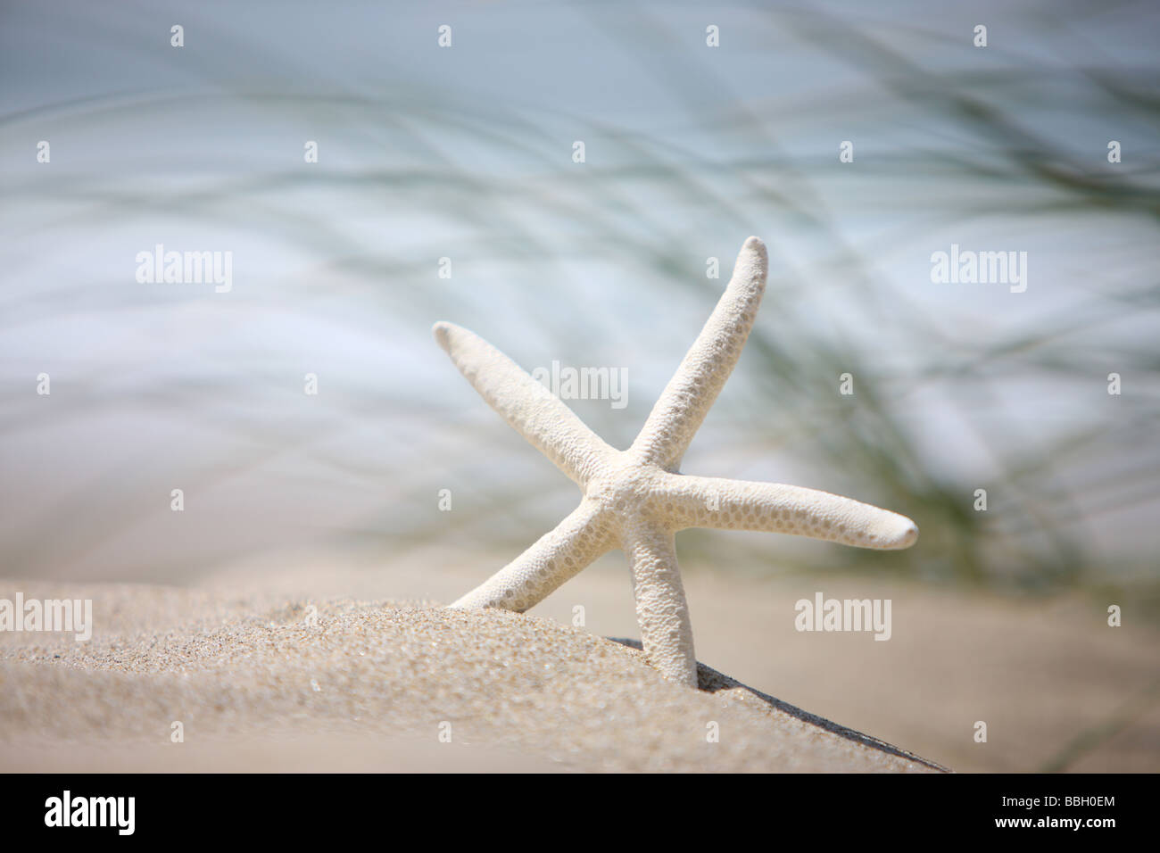 Starfish in sand with wind blown grass in background Stock Photo