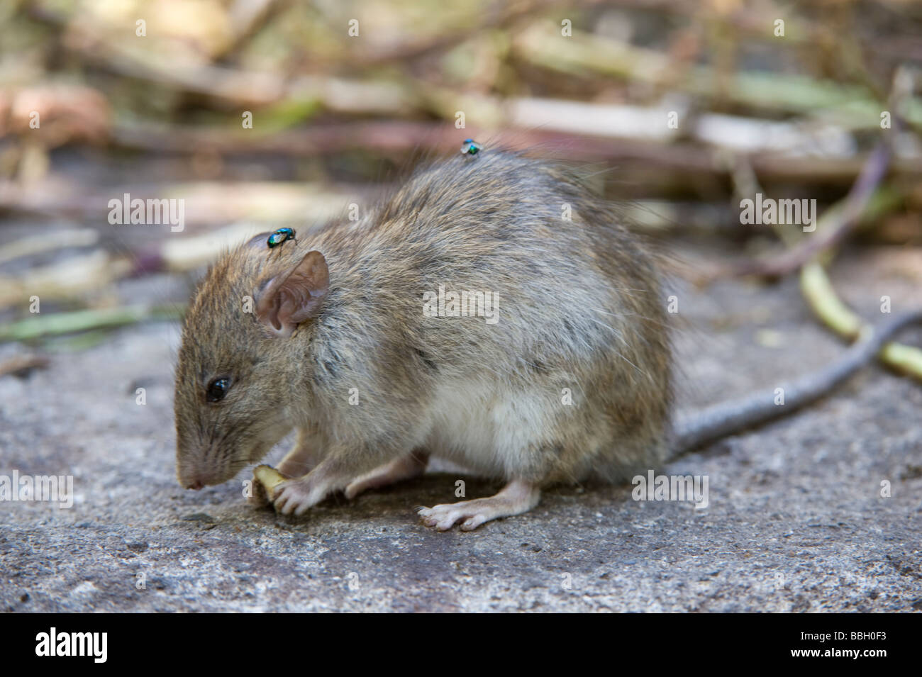 Brown Rat Rattus norvegicus introduced species Floreana Galapagos Ecuador Pacific Ocean South America May Stock Photo