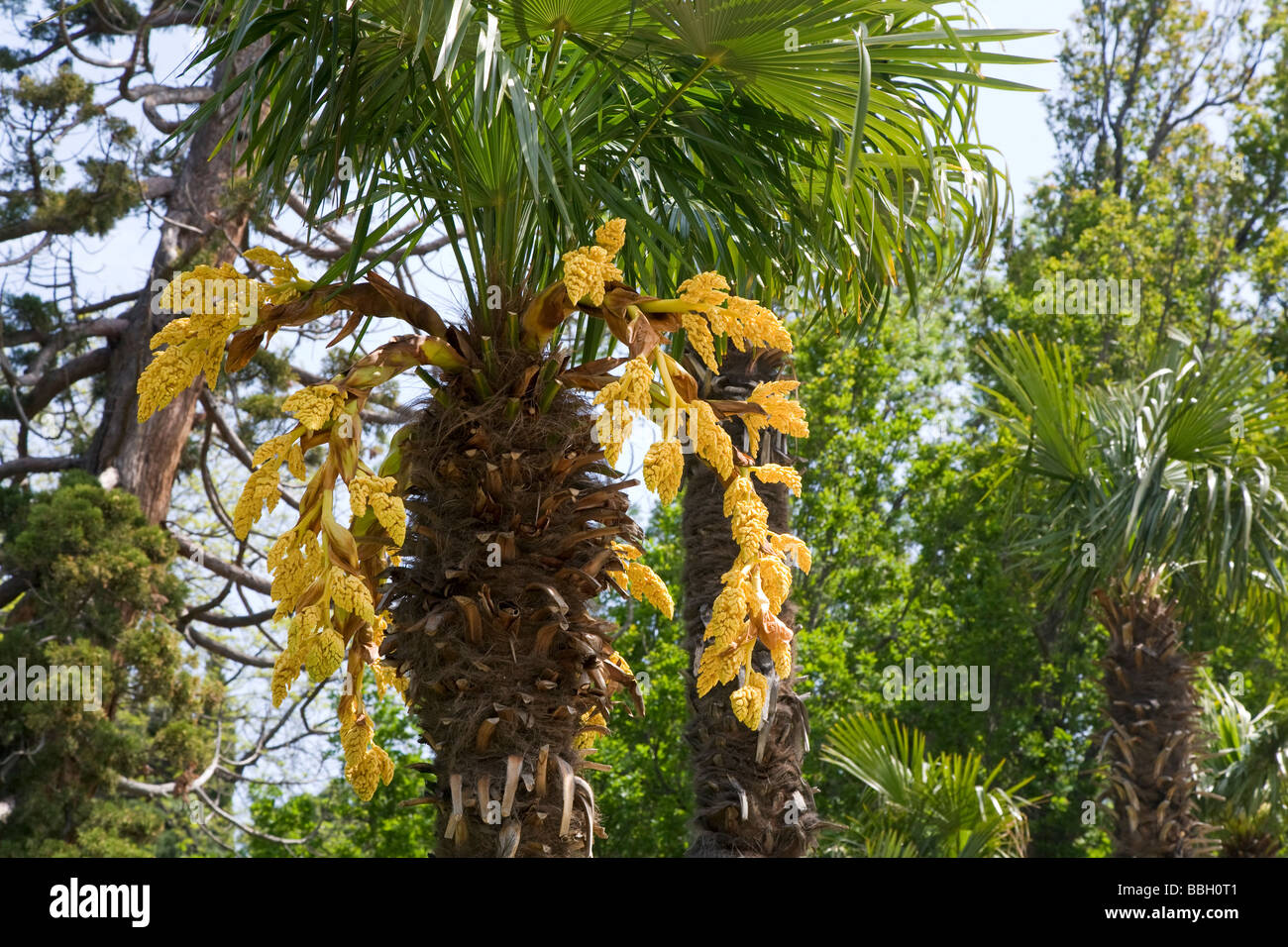 Palm tree in park hi-res stock photography and images - Alamy