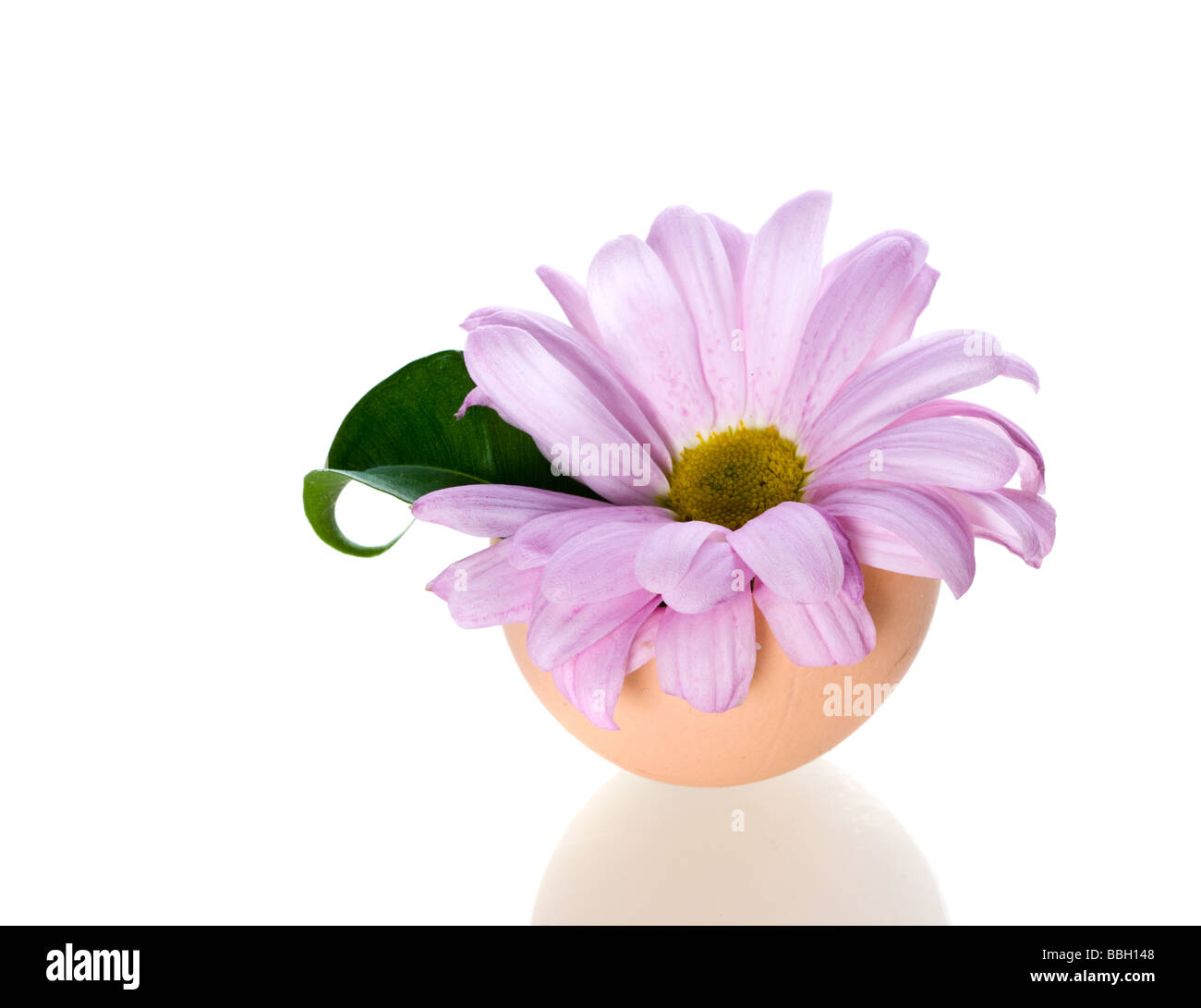 Camomile in egg shell Isolation on the white Stock Photo Alamy