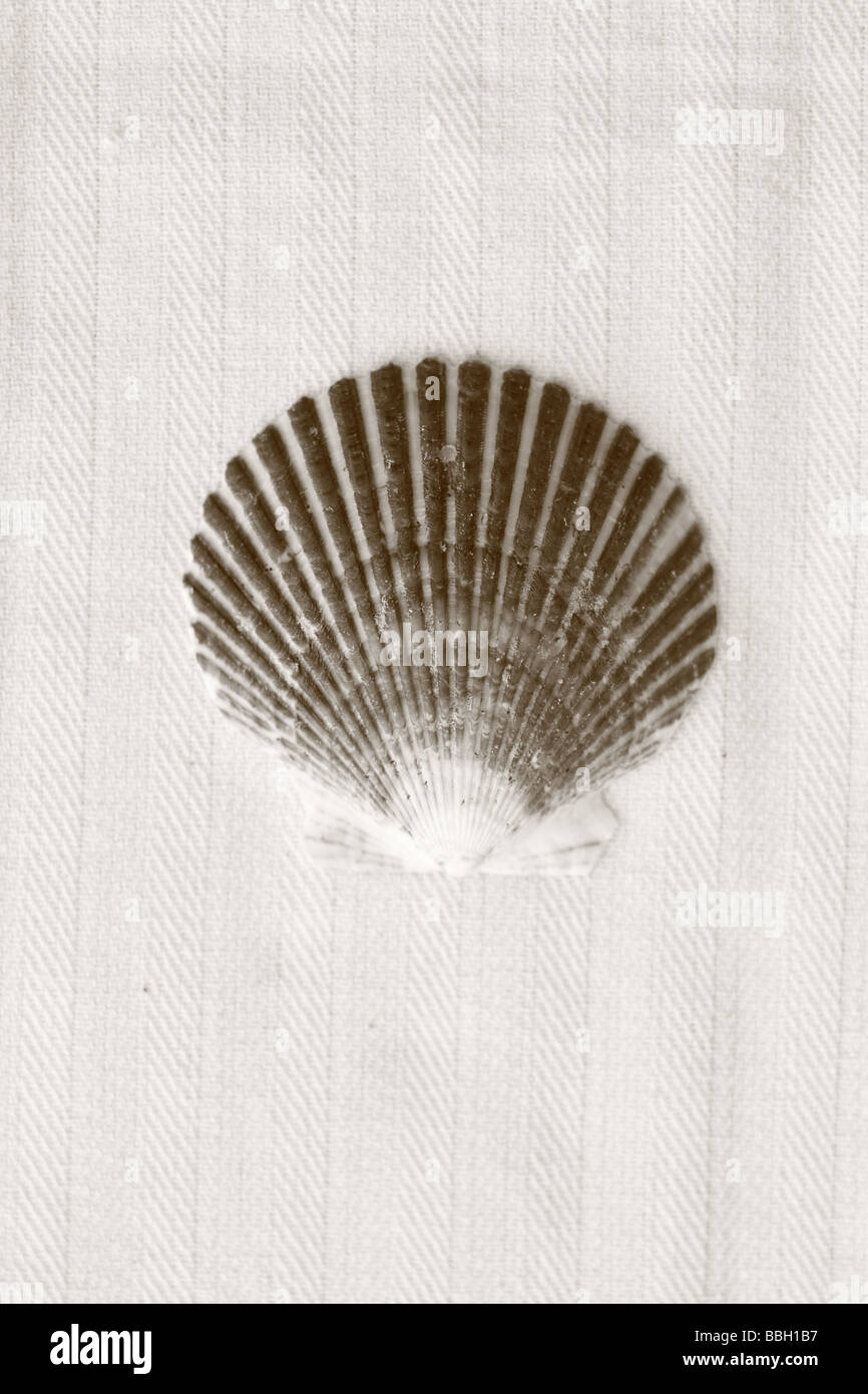 Black and White image of shell on linen background Stock Photo