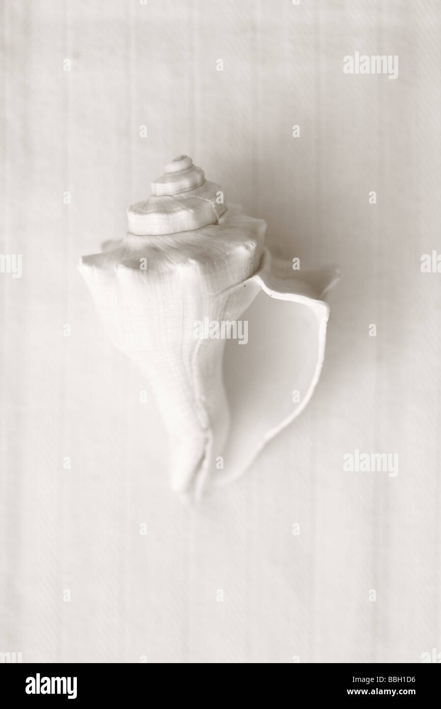 Black and White image of shell on linen background Stock Photo