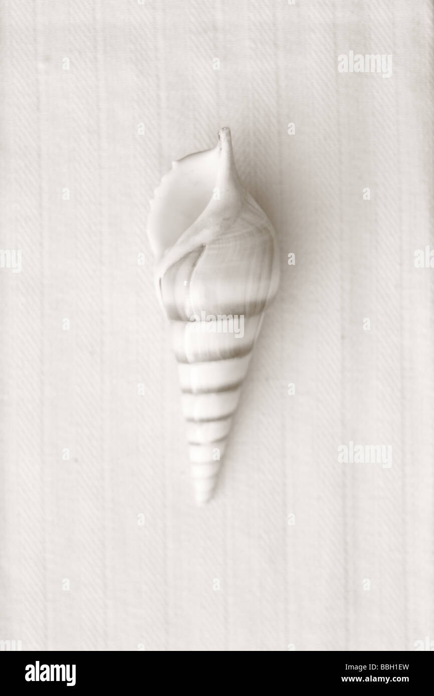 Black and White image of shell on linen background Stock Photo