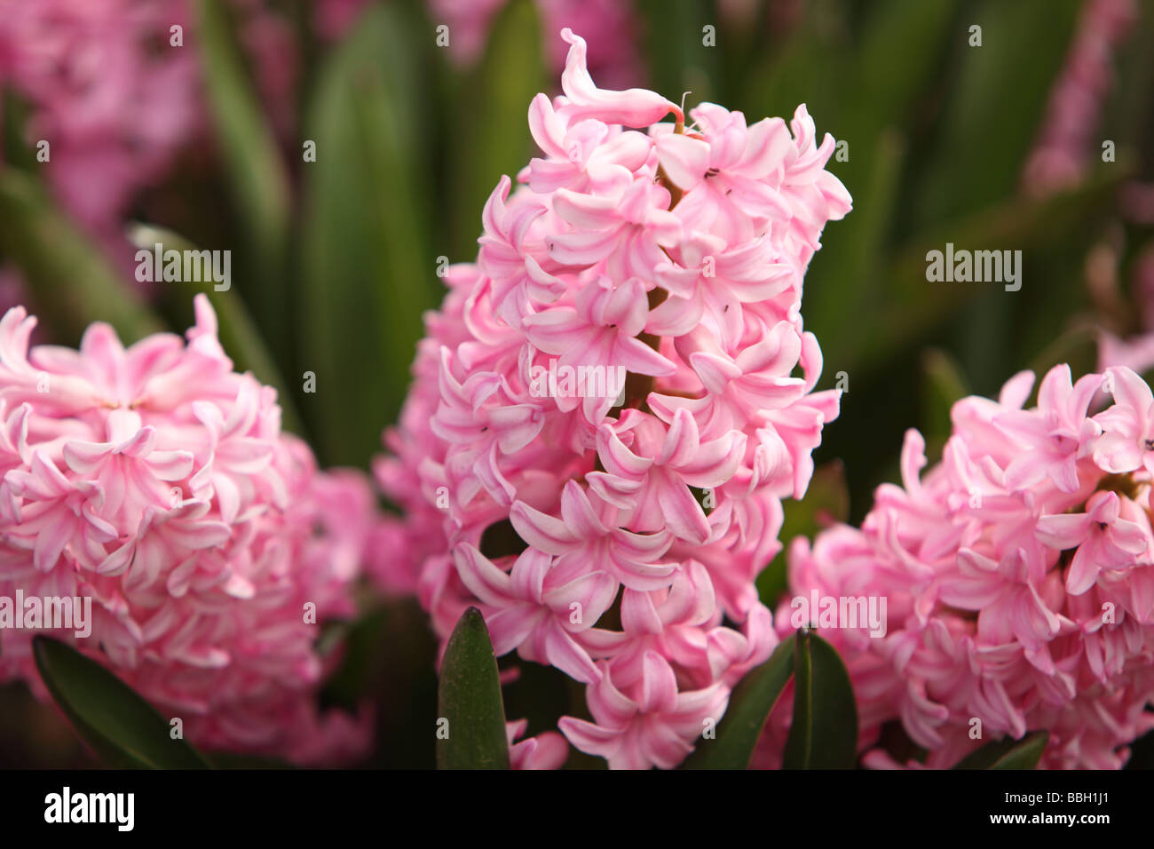 Pink Hyacinth flowers closeup Stock Photo