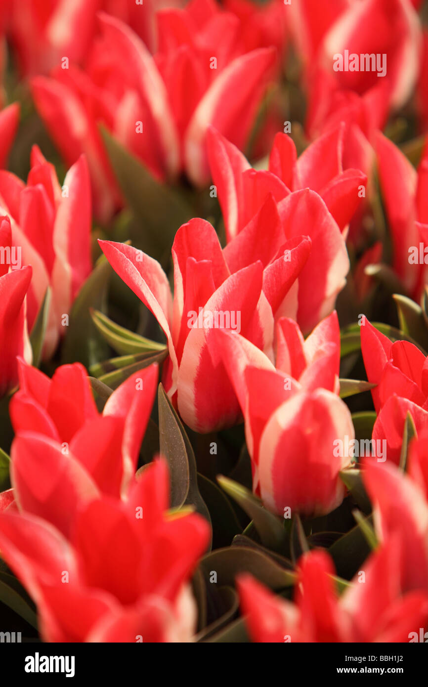 Closeup of beautiful tulips Stock Photo