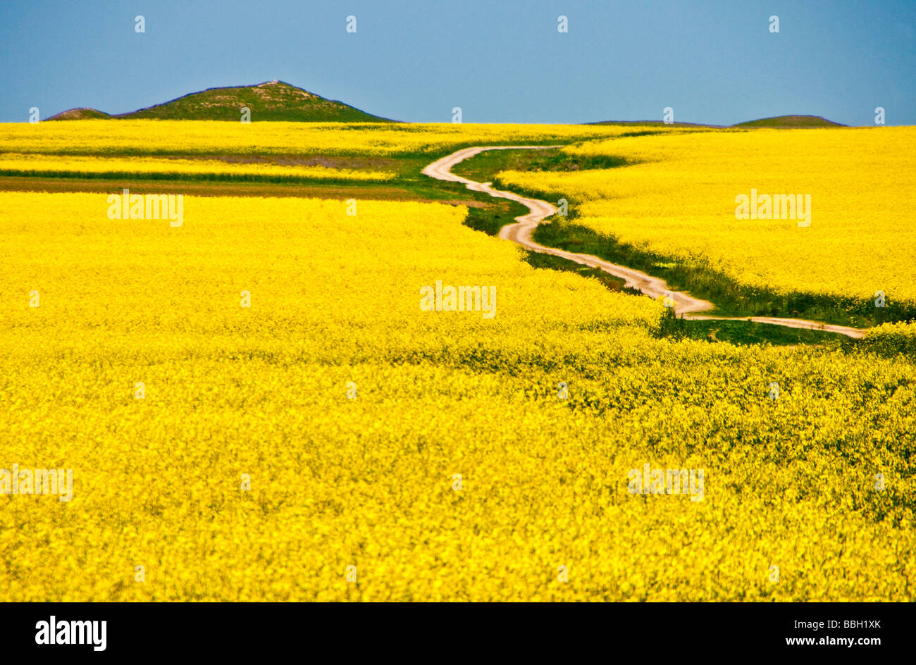 Romanian rapeseed field with winding road in spring in Dobrogea region near Black Sea Stock Photo