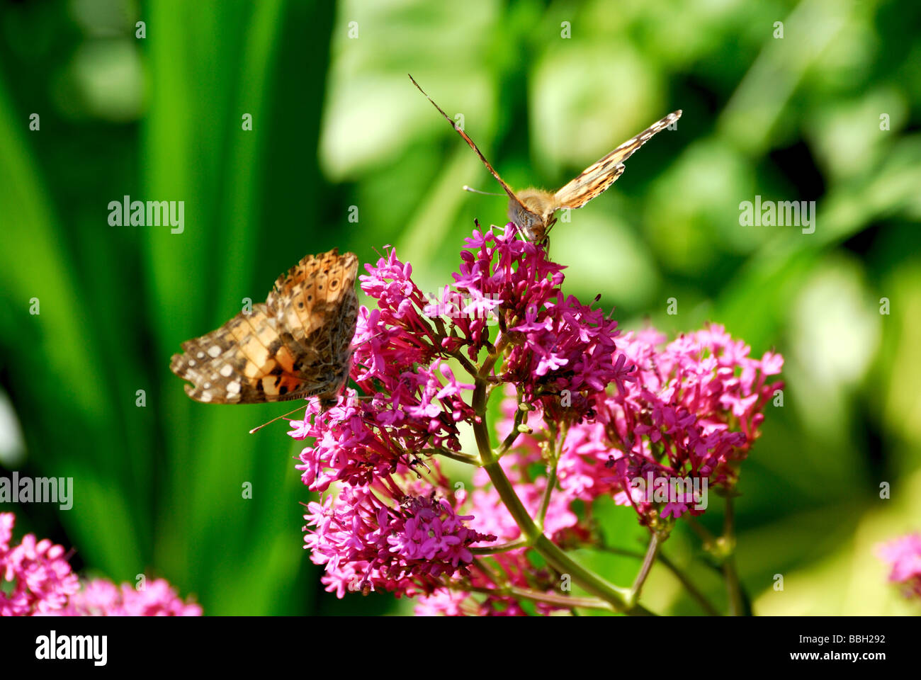 Painted lady butterfly on flowers Stock Photo