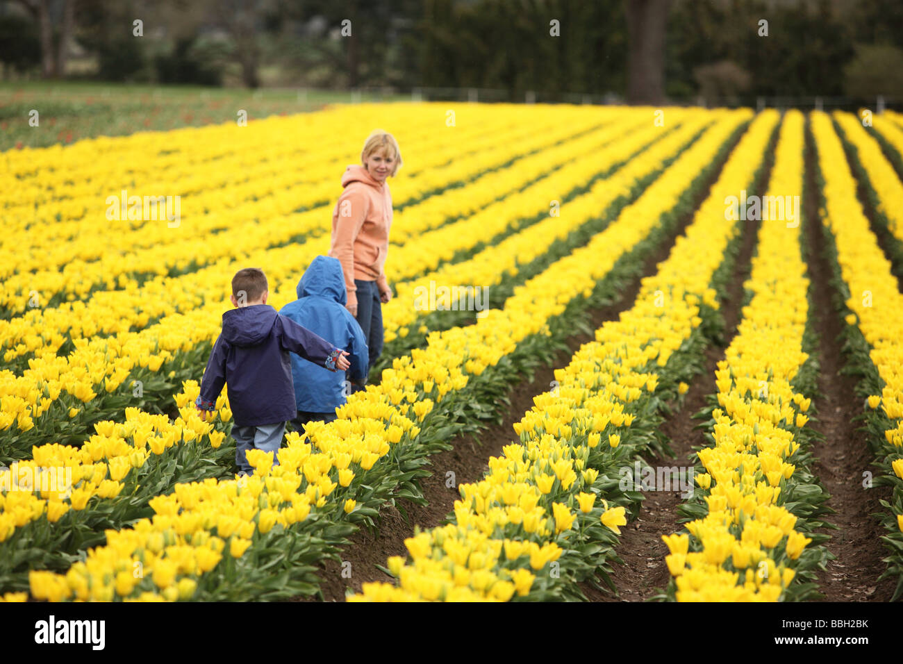 Mother and young boys walking down row of tulips Stock Photo
