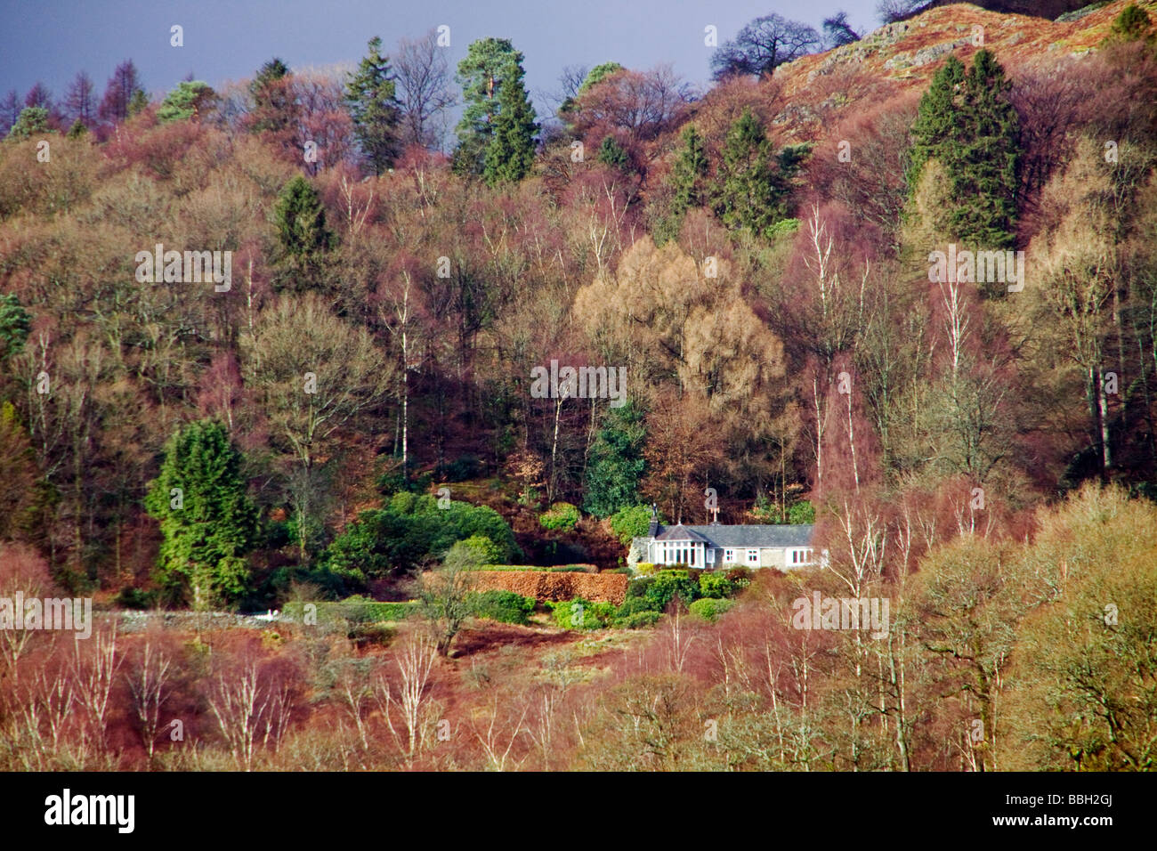 British House in Winter Landscapes Woodland at foot of Rydal Fell in the Lake District National Park Cumbria Stock Photo