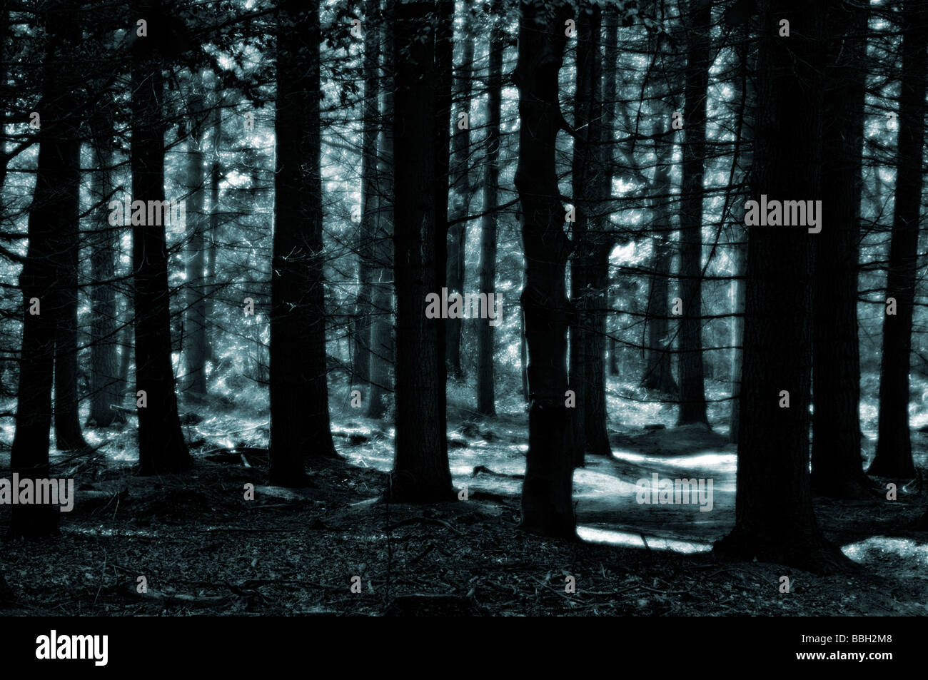 Shafts of light penetrating the trees in a forest Stock Photo
