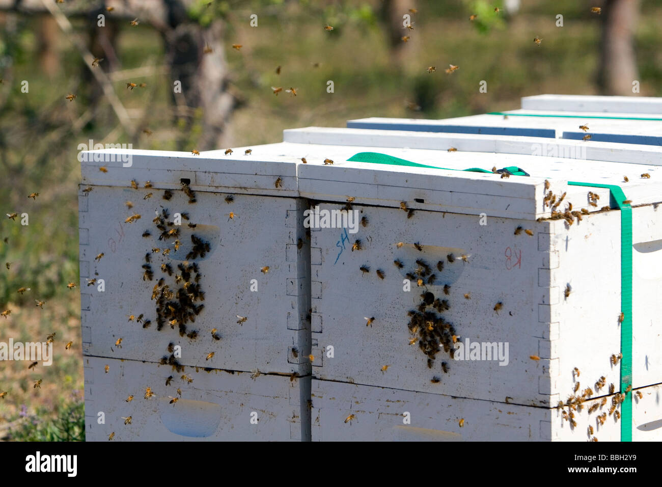 Beehive in an apiary near Parma Idaho USA  Stock Photo
