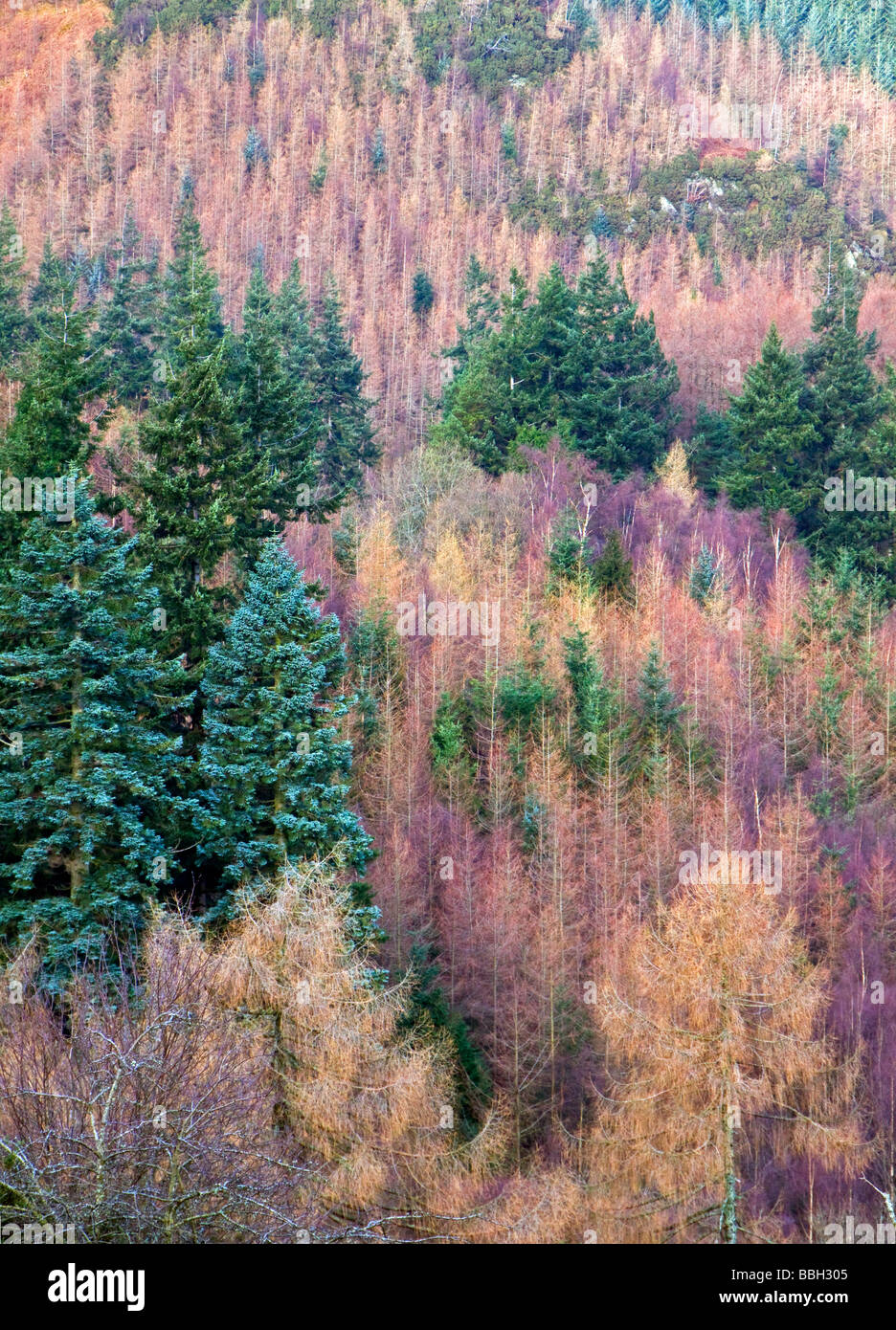 Colourful Trees Winter Comb Forest British Winter Landscapes in the Lake District National Park Cumbria Stock Photo