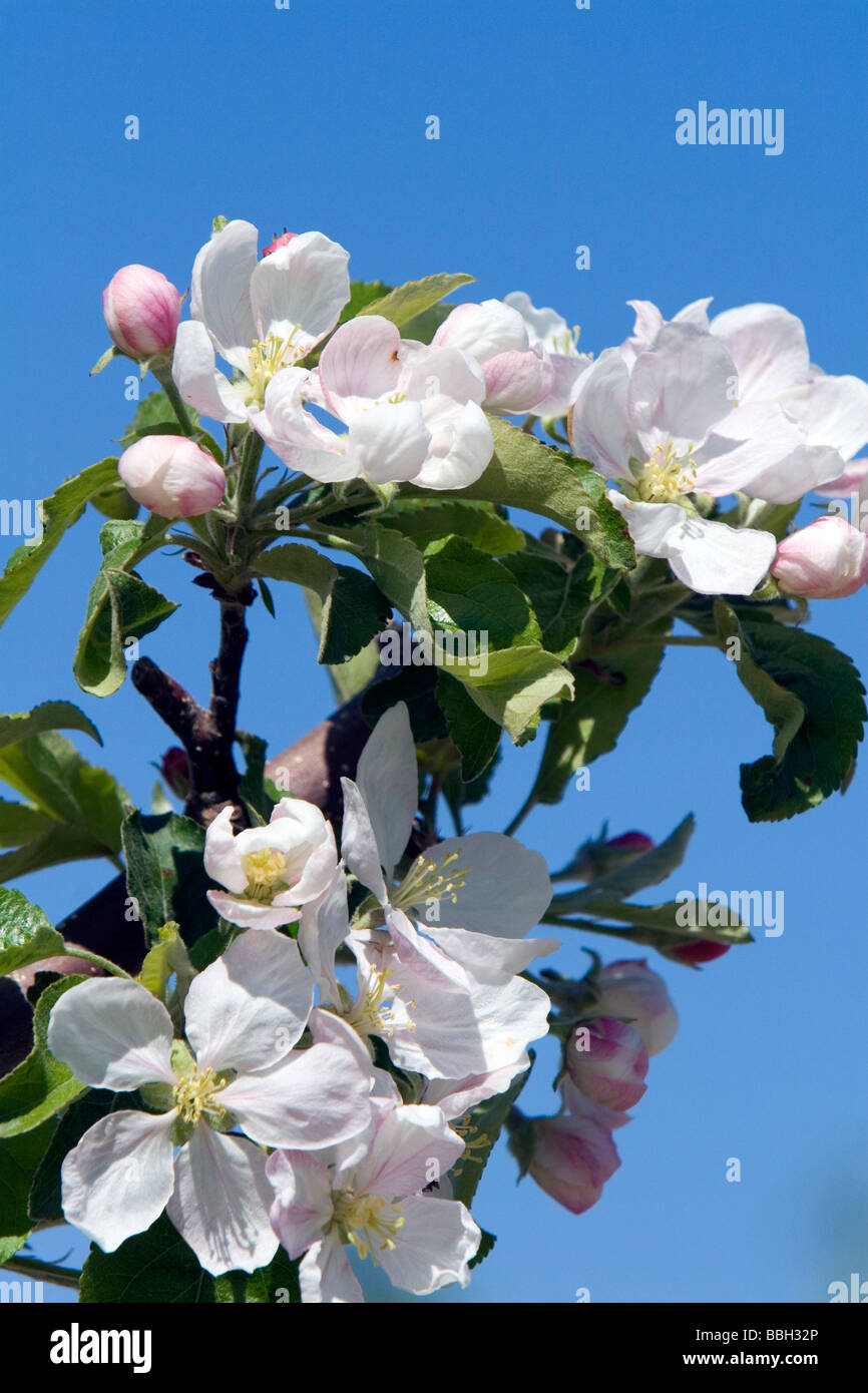 Apple blossom in an orchard near Parma Idaho USA  Stock Photo