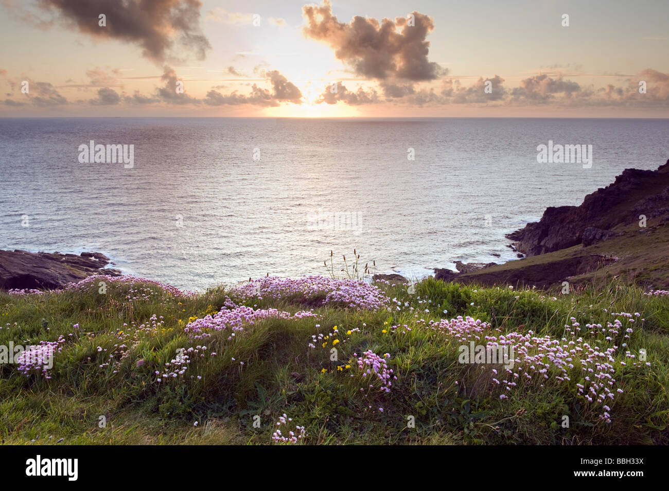 'Sea Pink' Thrift and sunset over the sea in Cornwall, England, Great Britain Stock Photo