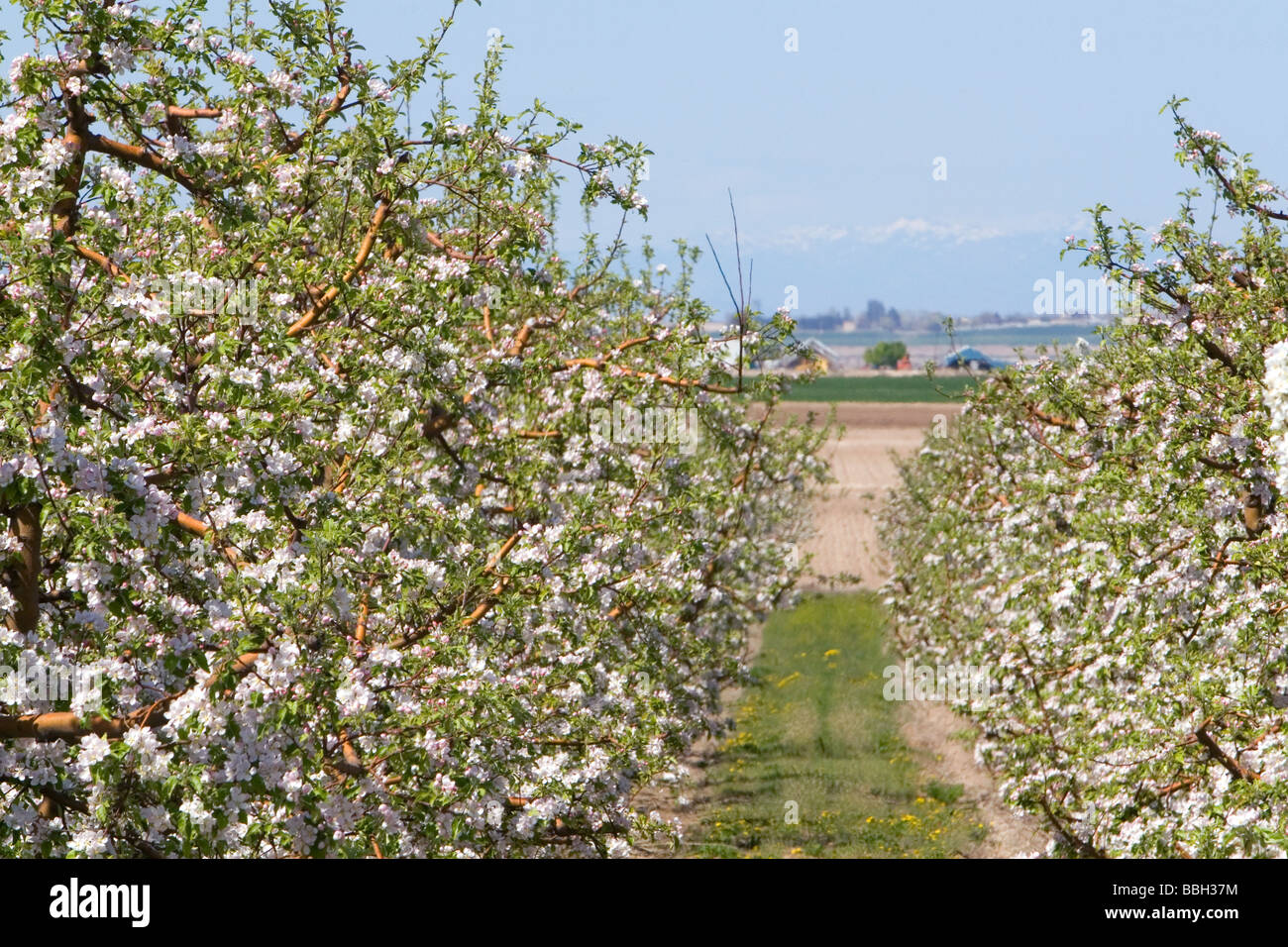Apple blossoms on trees in an orchard near Parma Idaho USA  Stock Photo