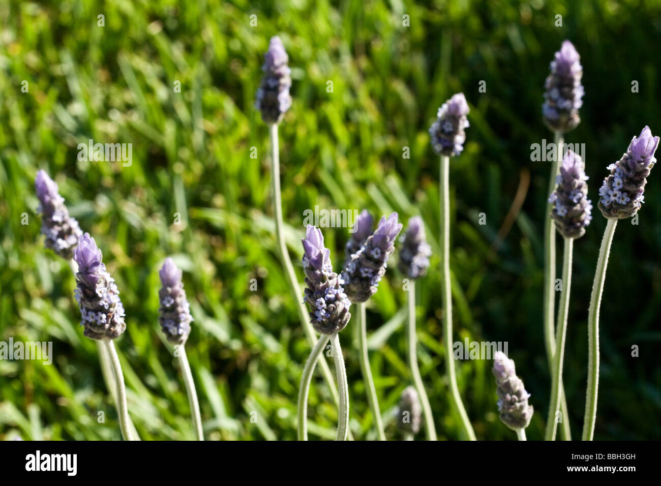 French lavender lavandula dentata flower hi-res stock photography and  images - Alamy