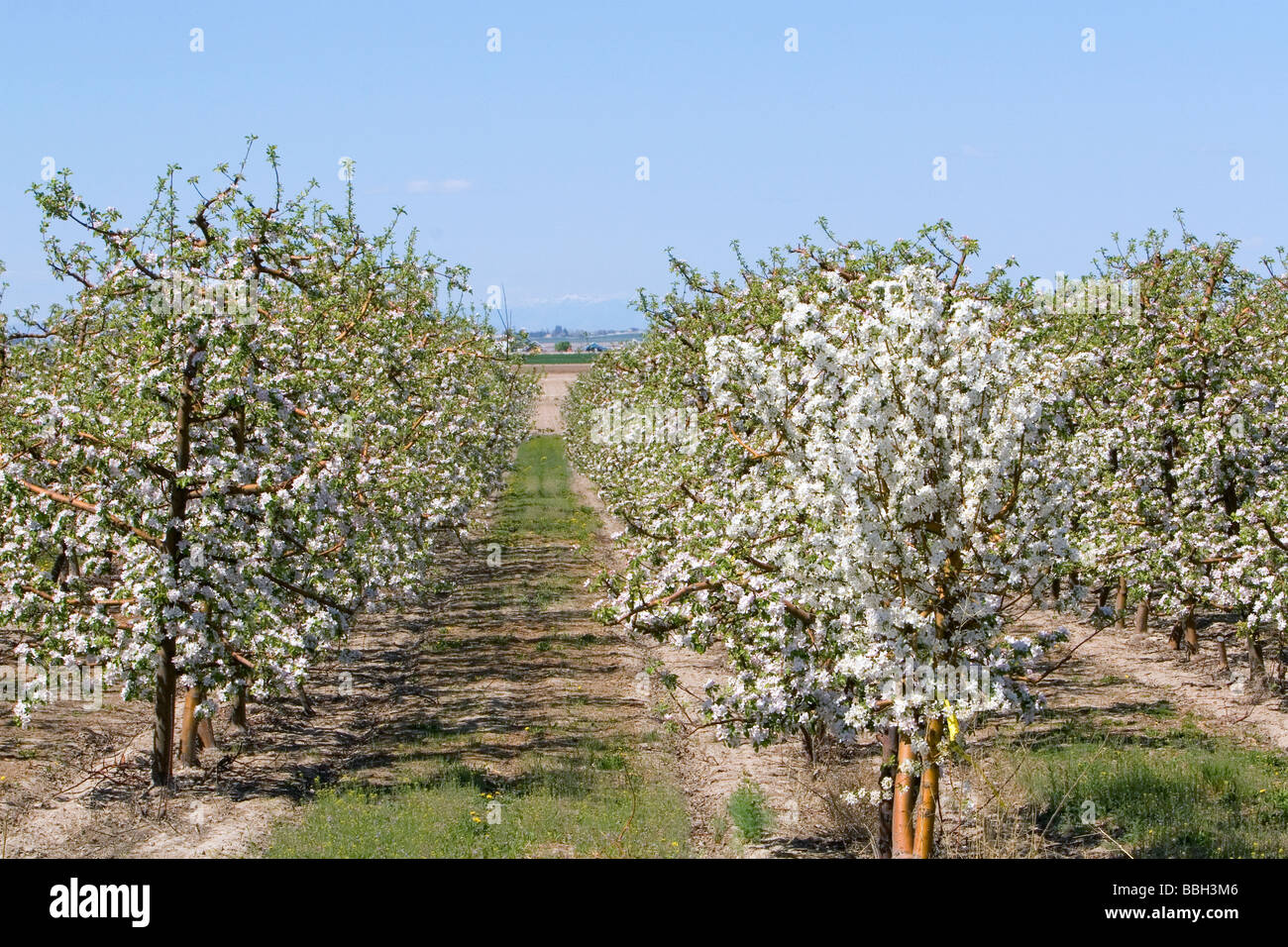 Apple blossoms on trees in an orchard near Parma Idaho USA  Stock Photo