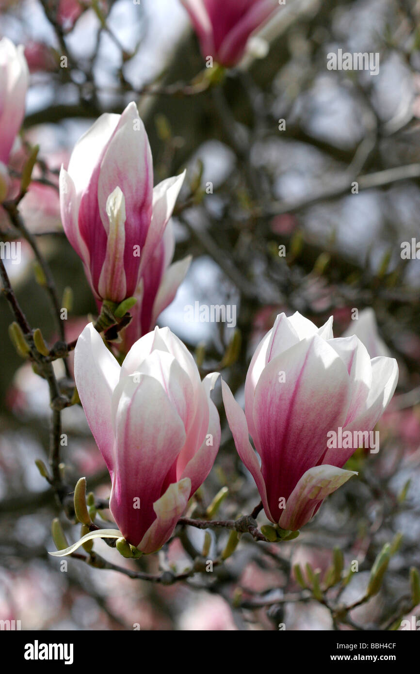 Magnolia Liliiflora blooms during spring in Boise Idaho Stock Photo