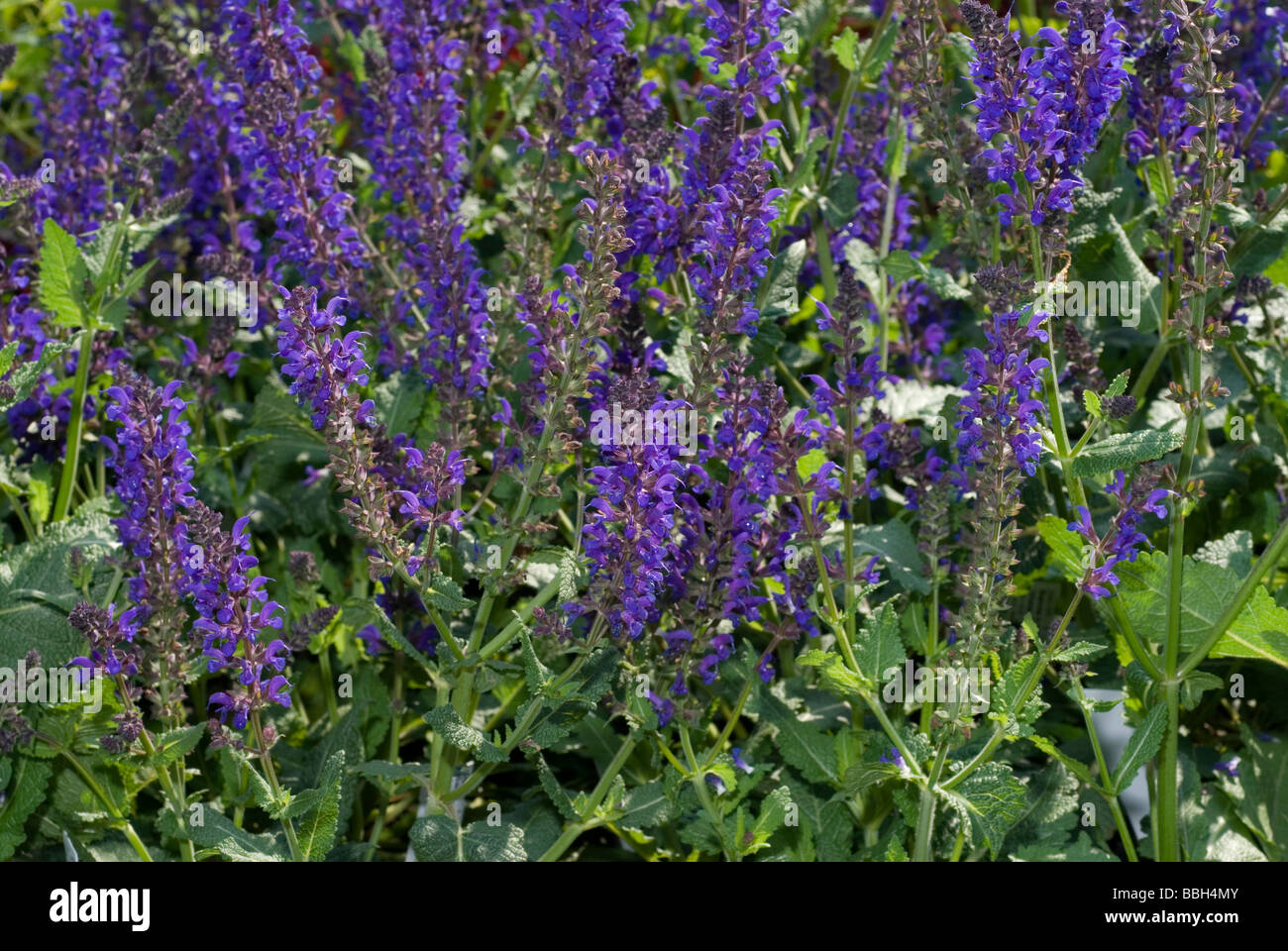 Salvia x sylvestris hi-res stock photography and images - Alamy